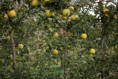 October 11, 2025: Senator Nick Miller Visited First Generation Farm: Deichman Farms