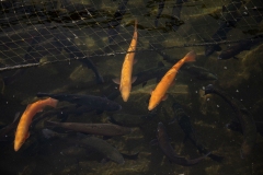 November 29, 2023: Sen. Miller Participates in Local Fish and Boat Tour