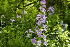 May 17, 2023: Sen. Miller hiked the trails around Jacobsburg Environmental Education Center in Bushkill Township, Northampton County with Lorne Possinger, DCNR Northeast Regional Recreation and Conservation Manager and Rob Neitz, Jacobsburg park manager.