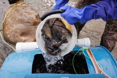 Trout Stocking