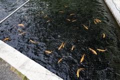 Youth Fishing Day